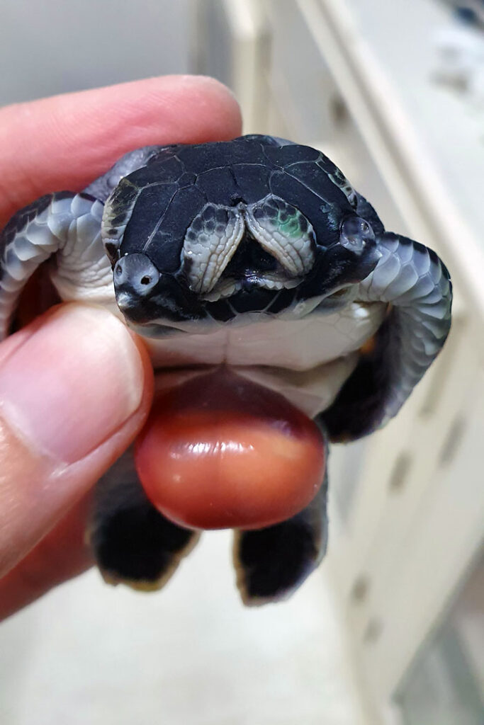 Polycephalic turtle hatchling. Image.