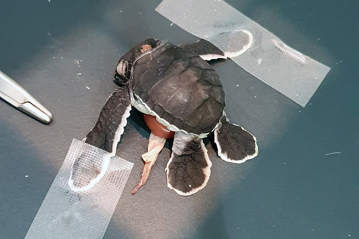 Polycephalic turtle hatchling on x-ray plate. Image.