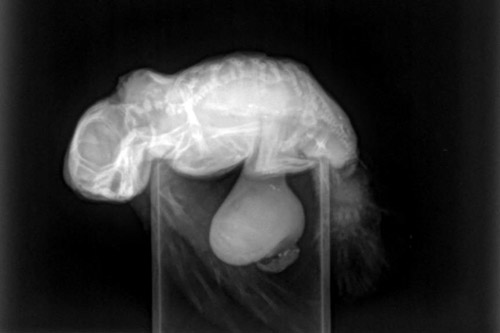 Lateral x-ray view of polycephalic turtle hatchling side x-ray. Image.