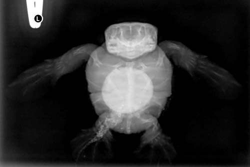 Dorsoventral x-ray view of polycephalic turtle hatchling. Image.