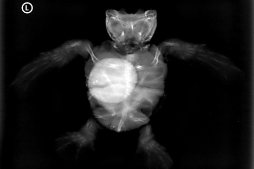 Ventrodorsal x-ray view polycephalic turtle hatchling. Image.