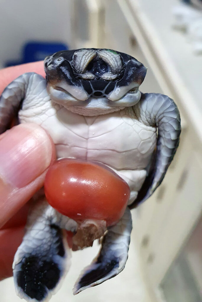 Two-headed turtle hatchling with joined eye lids. Image.