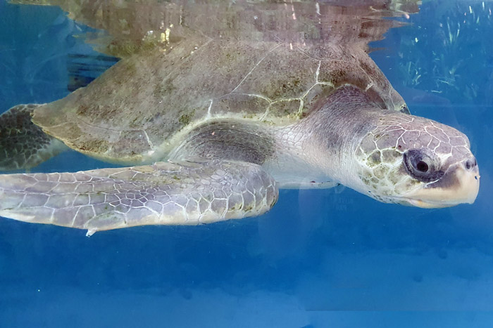 Turtle patient Xena in her tank. Image.