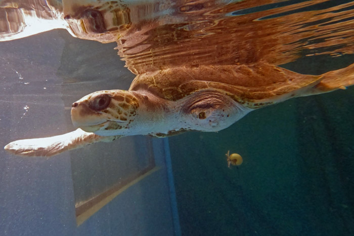 Turtle patient Xena in her tank. Image.