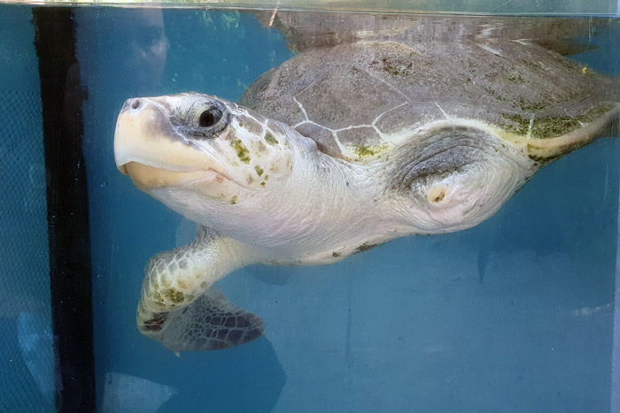 Turtle patient Xena in her tank. Image.