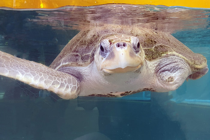 Turtle patient and flipper amputee Xena in her tank. Image.