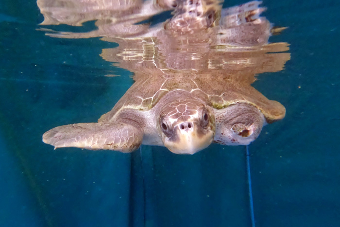 Turtle patient Xena, a flipper amputee. Image.