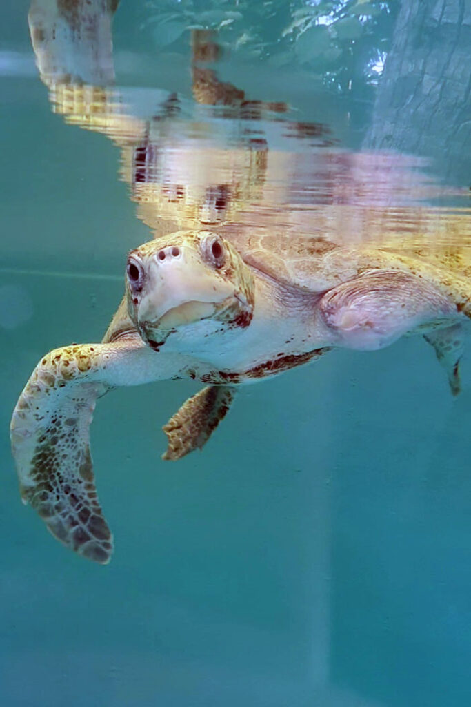 Image of ghost gear victim Xena. olive ridley turtle, in the ORP Rescue Centre tank.