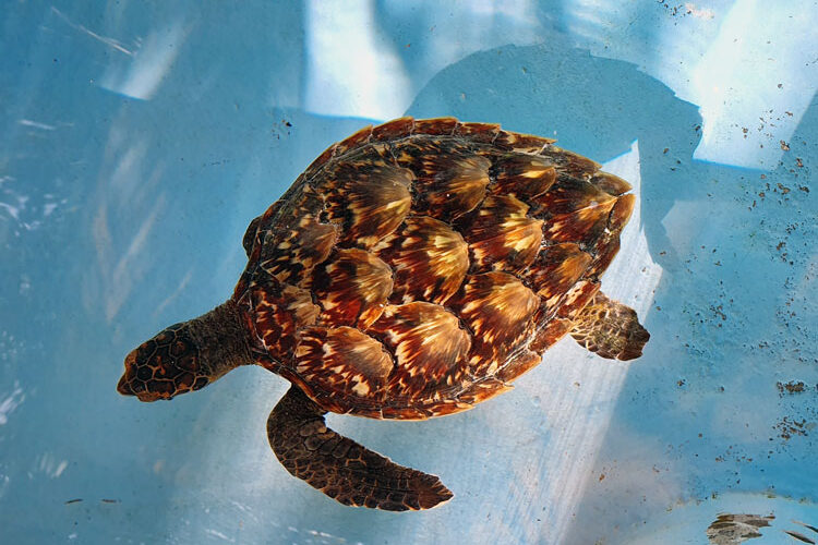 Juvenile hawksbill ghost gear victim with beautiful shell. Image.