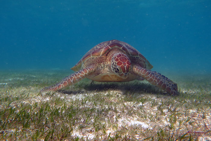 Sea Turtle Accidentally Swallows Fishing Hook - The Dodo