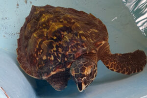 Beautiful hawksbill turtle patinet Ash. Image.