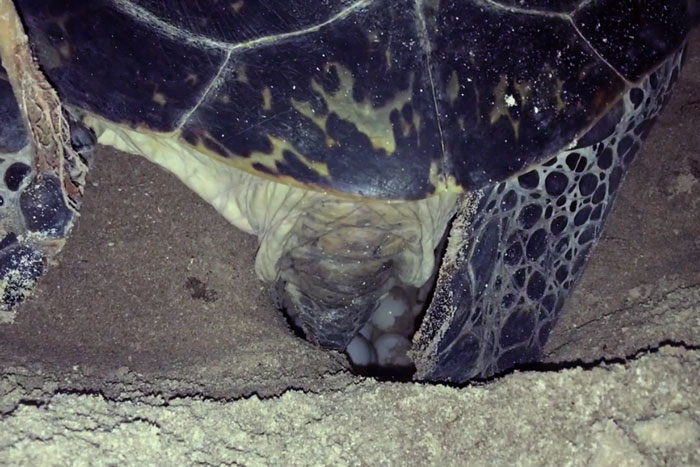 The life cycle of turtles begin with the females coming onto the beach at night to lay a nest of eggs. Image.