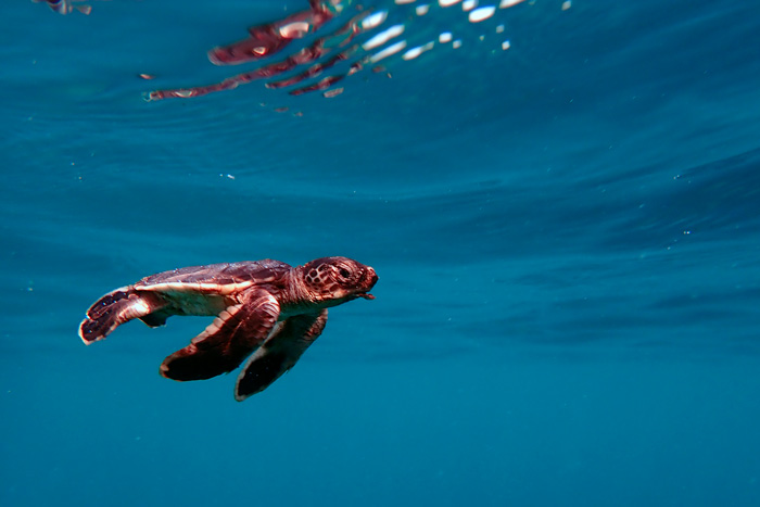 Green turtle hatcling swimming under water. Image.