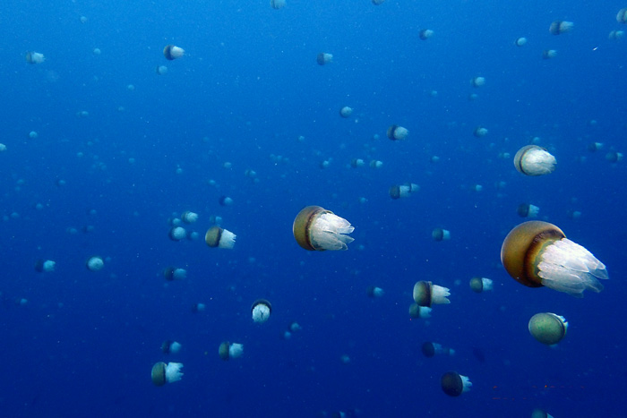 Jelly fish, Kenya. Bilde