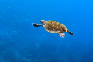 Turtle patient Ash released and back in the big blue. Image.