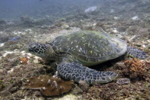 Adult female green turtle on Mwanamochi reef, Diani Kenya. Image.