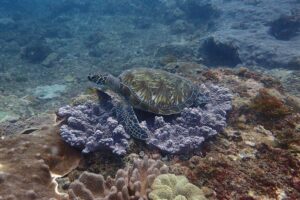 Green turtle, Miele Reef, Diani, Kenya. Image.