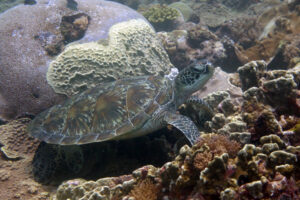 Green turtle, Galu reef, Diani, Kenya. Image.