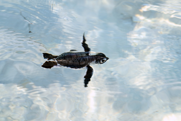 Green sea turtle hatcling swimming in the sea, Maldives. Image.