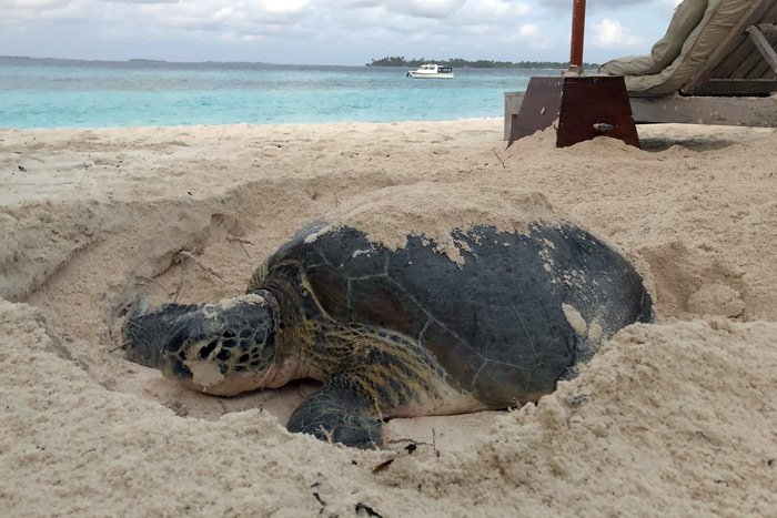 The life cycle of turtles begin with the females coming onto the beach at night to lay a nest of eggs. Nesting green turtle, Laamu Atoll, Maldives. Image.