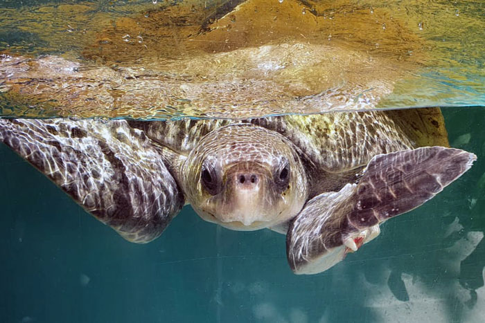 Adult male olive ridley turtle baient Abba in his tank. Image.