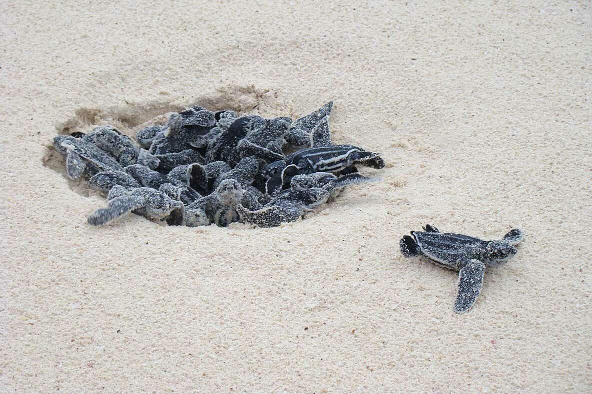 Leatherback turtle hatchlings emerging from nest