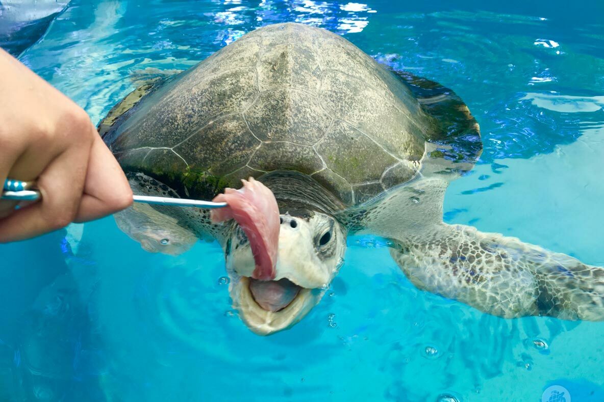 Injures Olive Ridley Turtle being fed at ORP Marine Rescue Centre