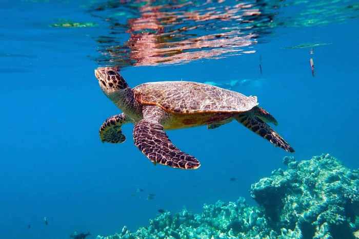 Hawksbill coming up to breath, Maldives. Image.