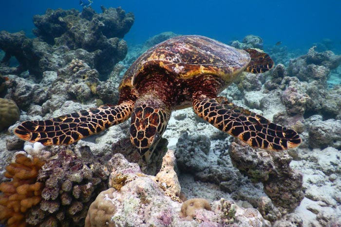 Hawksbill havssköldpadda födosök på ett rev, Baa Atoll, Maldiverna. Bild.