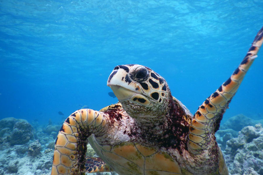 Keno, haksbill turtle, with raised flipper. Image.