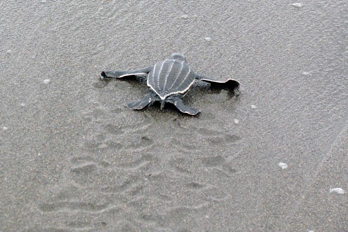 Leatherback hatchling scrambling to the water. ©Joana Hancock. Image.