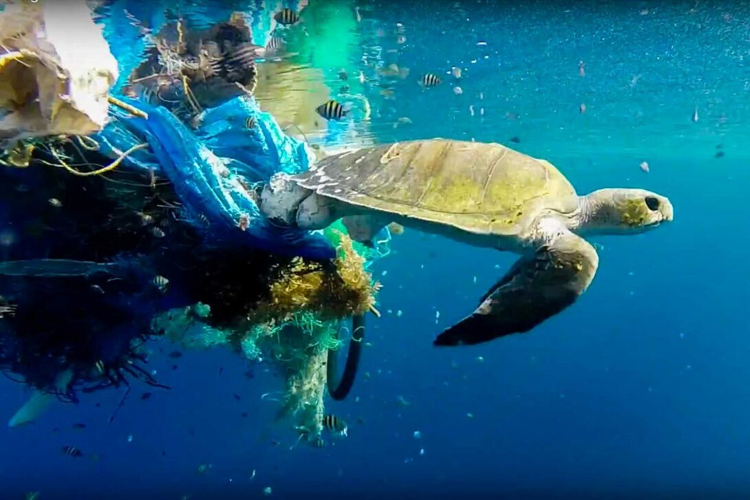 Olive ridley sea turtle pulling ghost gear under water Maldives