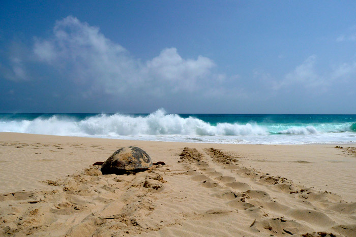 Tracks of nesting loggerhead turtle returning to water, Boavista Cape Verde. ©Stephanie Köhnk. Image.