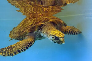 Sea turtle patien Owen, hawksbill, in his tank at the ORP Rescue Centre. Image.