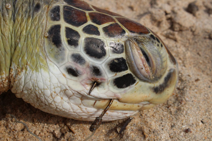 The Continuing Tale of Circle Hooks in Brazil — The State of the World's Sea  Turtles