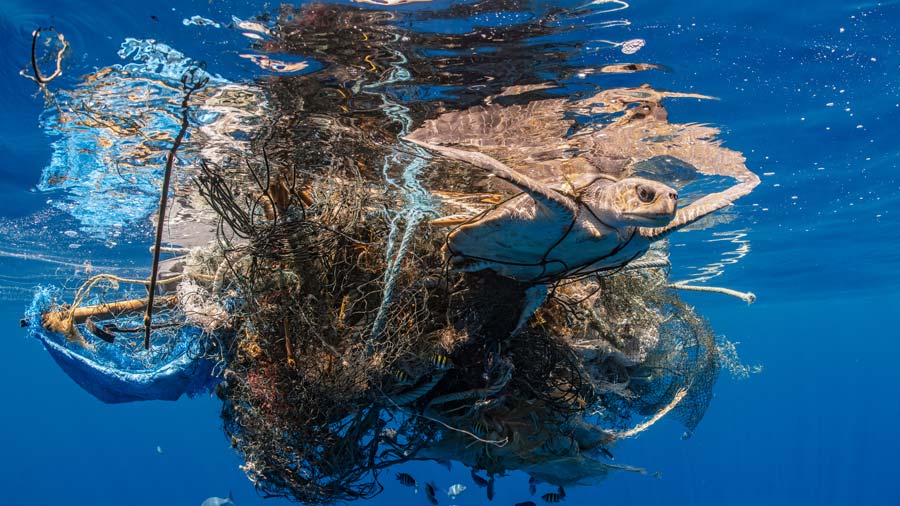 Dead Bighead sculpin hanging from lost fishing line on a Baikal lake.  Problem of ghost gear, any fishing gear that has been abandoned, lost or  Stock Photo - Alamy