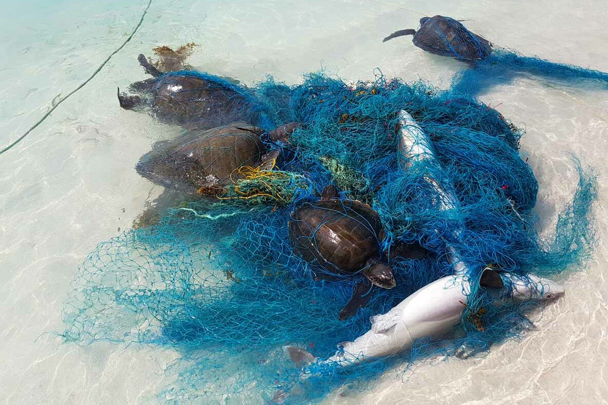 Ghost net removed from Lhaviyani Atoll in Maldives with four Olive ridley turtles and two sharks entangled.