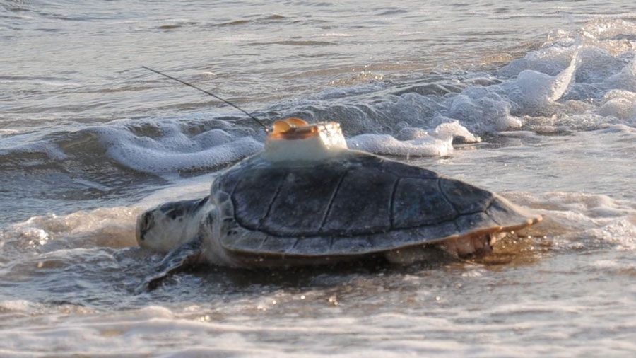 Common Eider, a Kemp's ridley sea turtle rehabilitated by the New England Aquarium, getting released into the ocean. Image.