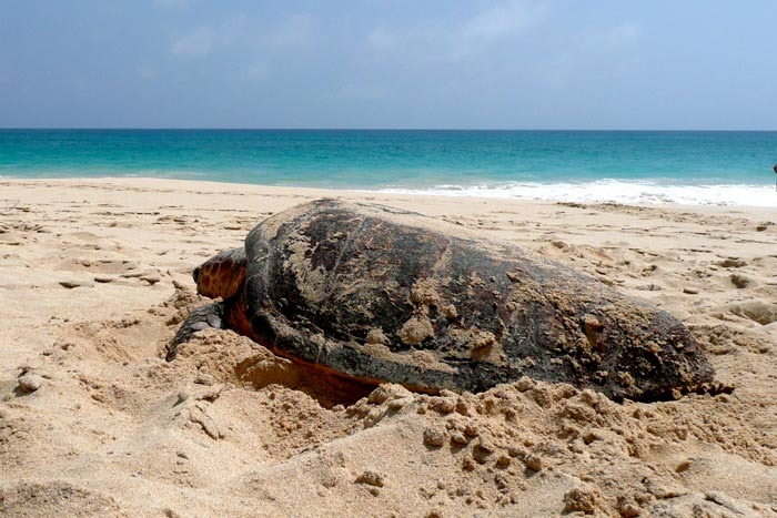 Nesting loggerhead turtle. Image.