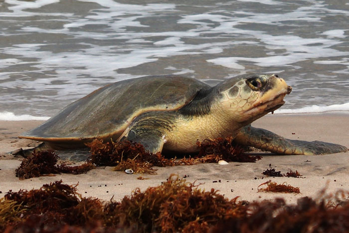 Kemp's Ridley Turtle  Olive Ridley Project