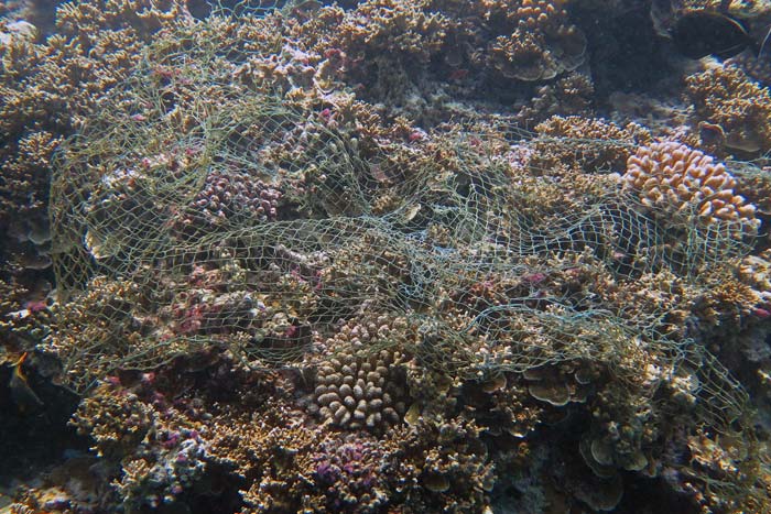 Ghost nets can smother coral reefs and kills them. Ghost net on a reef in the Maldives. Image.