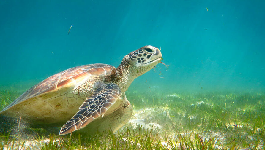 Green turtle eating sea grass, Lhaviyani Atoll, Maldives. Image.