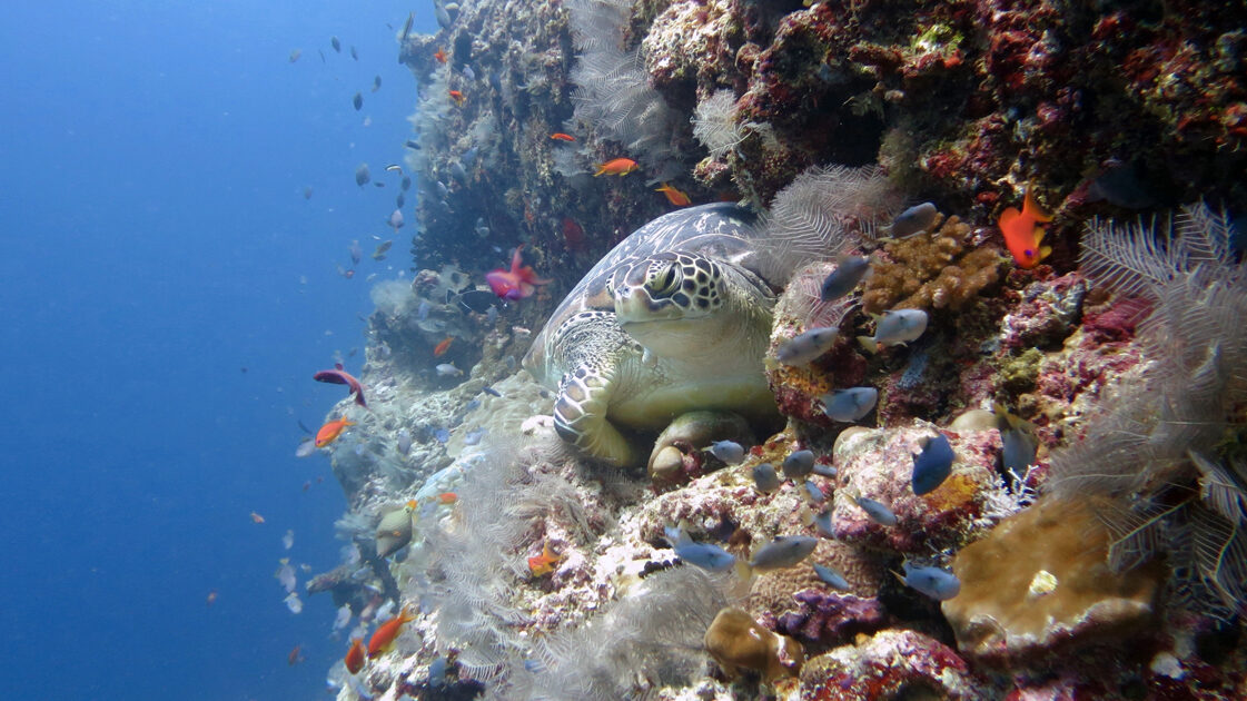 Green sea turtle resting on a colourful reef in the Maldives. Image.