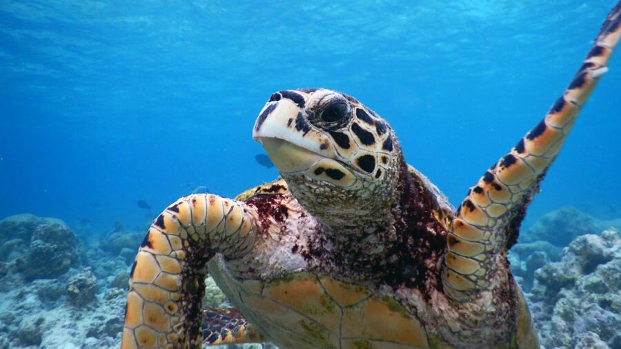 Keno, haksbill turtle, with raised flipper. Image.