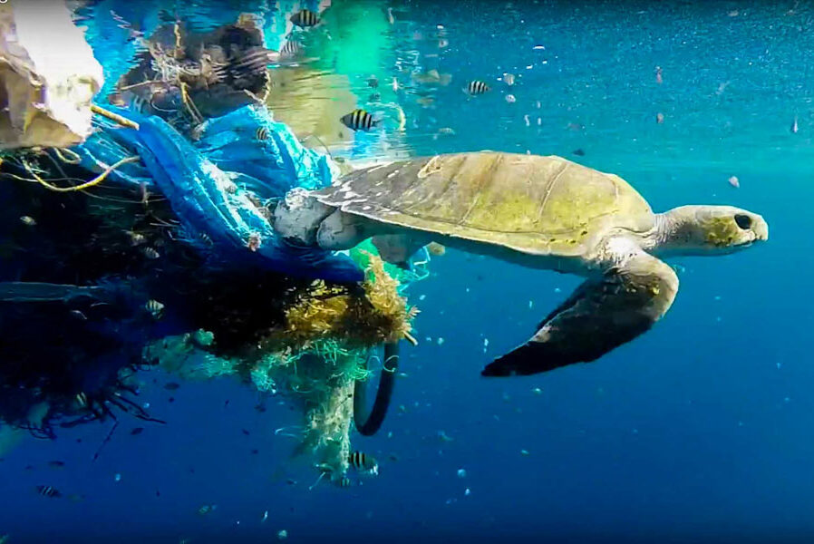 Olive Ridley turtle caught in a ghost net. Image.