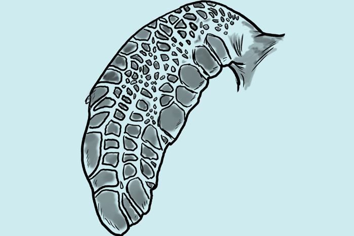 Illustration of a sea turtle front flipper.