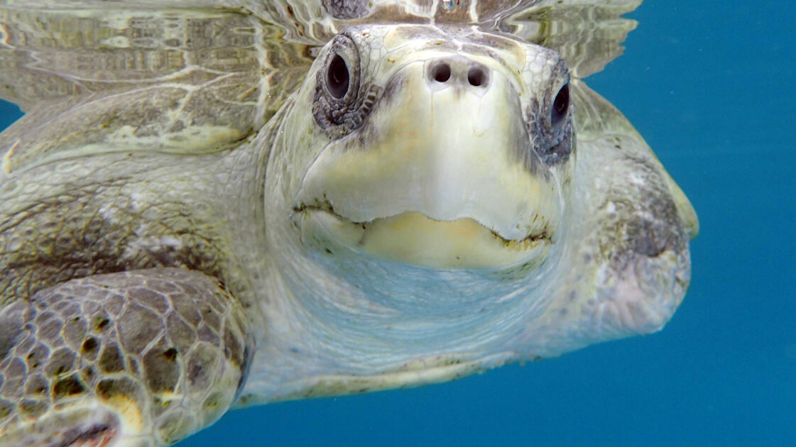 Turtle patient Heidi, ghost gear victim