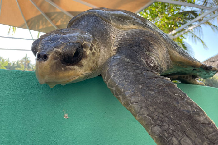 Turtle patient Tibby at the edge of the tank looking annoyed. Image.