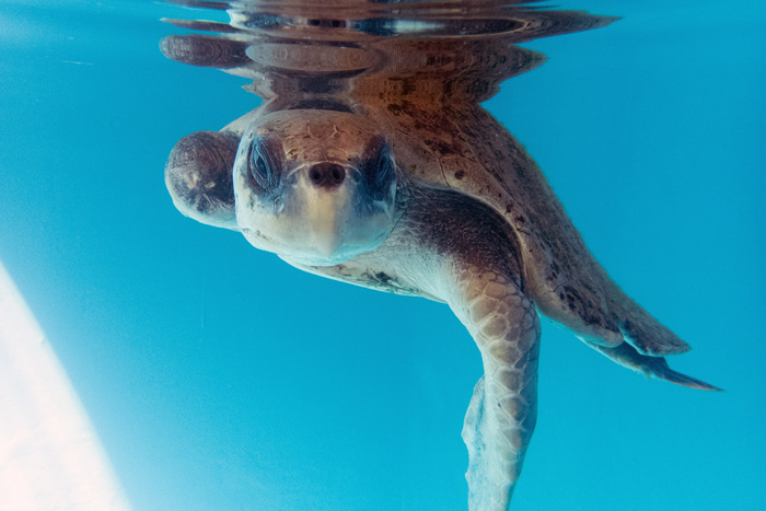 Turtle patient Tibby in her tank. Image.