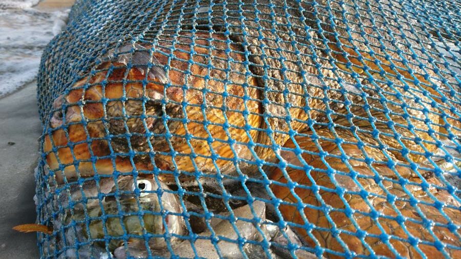 Loggerhead turtle caught as by-catch, Oman. The turtle was successfully released back into the ocean. ©Zoe Cox